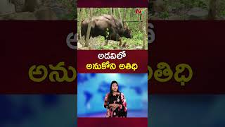 Nallamala Forest: 150 ఏండ్ల తర్వాత నల్లమలలో అడవి దున్న | NTV