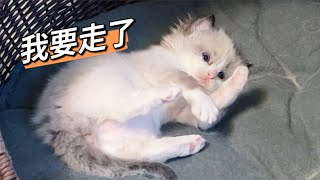 来我家做月子的布偶猫要回家了，男月嫂要下岗了【猪娣儿是一只猫】