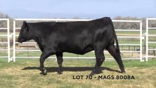 Lot 70 - MAGS Females 2015