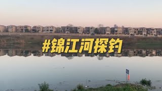 锦江河的鱼儿饿的快不行了，钓友们快去盘它！#2024dou来钓鱼