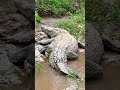 farewell to burt the legendary croc of crocodile dundee burt crocodiledundee celebrity