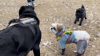 【シーズー】ばぁばを探してお散歩中に”頑固モード”発動の愛犬をお友達が解除しに来てくれた！【犬Vlog】