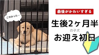 【新たな絆】子犬をお迎えに行ったら愛おしさが爆発した