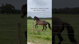 They wanted to show off their moves!! 😄 #libertyhorsemanship #libertydressage #horse