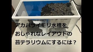 アカハライモリ水槽をおしゃれなレイアアウトの苔テラリウムにするには？