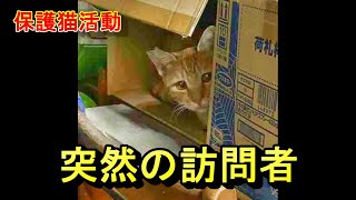 保護猫活動７｜突然の訪問者