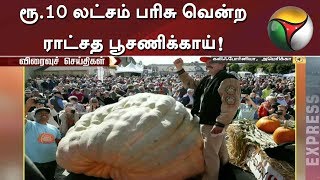 ரூ.10 லட்சம் பரிசு வென்ற ராட்சத பூசணிக்காய்! | California | Pumpkin