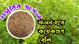 মসুরি চাষ নিয়ম মেনে করলে ফলন হবে কয়েকগুণ বেশি | কৃষকের কথা