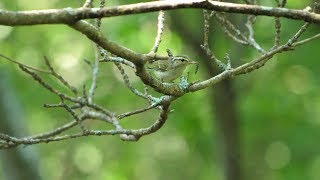 河口湖フィールドセンターの虫を食うセンダイムシクイ　その１（4K60P動画）