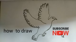 how to draw a pigeon എങ്ങനെ ഒരു പ്രാവിനെ വരക്കാം