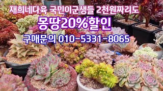 #재희네다육#2천원부터 #대품군생들까지#무조건 (20%세일 득탬의기회 놓치지 마세요) ☆페러독트철화☆블랙캐시미어☆스킨네리☆머피철화☆환옆송록철화☆파피스철화☆먼로군생☆링구아스 ~~