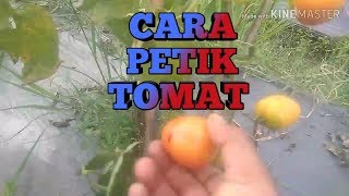 Pemetikan tomat lumina f1