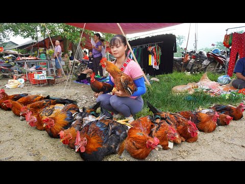 Pollo (gallo) de cosecha de 120 días sale a la venta en el mercado – Harvest Fruit Garden [VIDEO COMPLETO]