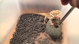 鬆獅蜥試食Repashy superfood:bearded dragon eat Repashy superfood