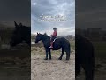 ☆lesson 3 of 25☆ see comments ✨️🩷🌿 bitless equestrian horsemanship