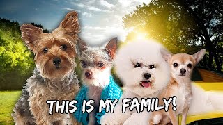 Discovering The Interesting History of My Dog's Lineage | Vlog #911