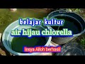 Cara mudah kultur chlorella air hijau #Bahan-bahanya mudah sekali di dapat 👍