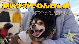 赤レンガでわんさんぽに行ってきました🐶