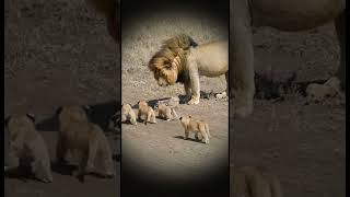 Baby Lion Cute 9