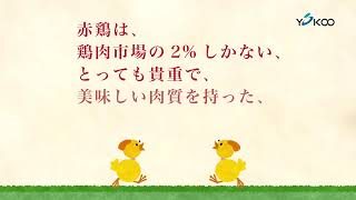 赤鶏のヨコオCM「市場編」