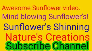 Stunning Sunflowers garden in India. Mind blowing sunflowers. #subscribe #sunflowers #sunflower #