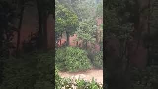 കലി തുളളി കേരളത്തിലെ പുഴകൾ / RAIN FALLS/ FLOOD/ WATER LEVEL IN RIVER KERALA INDIA 7