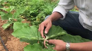 Fruit and shoot borer in Brinjal and it’s management