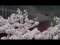 余部鉄橋　～桜と列車～