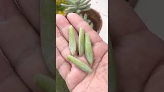 How to grow succulent from single leaf? #shorts #succulent