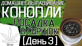 Домашнее выращивание коноплИ - ПОСАДКА В ГОРШОК [День 3]