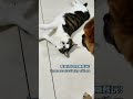 好久没看到他们一起玩了~my puppy watched my cat grow up~ 喵星人 cat pets puppy kitten 汪星人 猫狗双全 家有萌宠