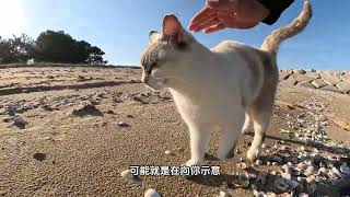 猫咪绕着你转圈圈蹭你是什么意思，猫咪用这个动作表达什么？