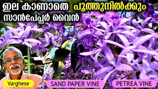 ഇല കാണാതെ പൂത്തുനിൽക്കും | Sandpaper Vine Blooming\u0026Caring Tips | Petreavine | Petreavolubilis