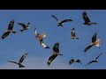 Birds Flying in Slow Motion - Red Kite Bird Extravaganza