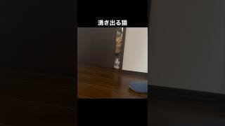 湧き出る猫 #cat #catvideos #catshorts #猫 #猫動画 #猫のいる暮らし #猫の日常