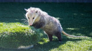 Deeper Dive Pete The Opossum