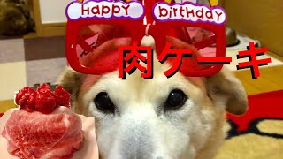 【誕生日】豪華なオヤツ！肉ケーキをもらった犬 おもしろ雑種犬やよい