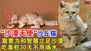 “沙漠天使”沙丘猫：娇小可爱呆萌，靠实力和智慧立足沙漠，是出色的猎手，靠吃毒蛇，可以30天不喝水！但不适合当宠物！#牛哥说高能动物