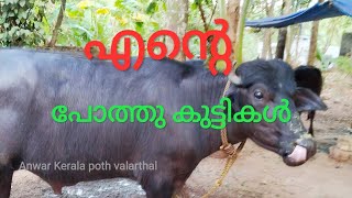 എന്റെ പോത്ത് കുട്ടികൾ  buffelo farming Kerala