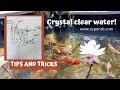 Small fish pond with bog filter| Crystal clear water