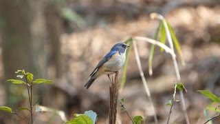 自然環境保全センター 自然観察園のルリビタキ（雄）その５７（4K動画）