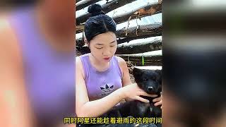 越南美女荒野求生，冒雨搭建庇护所，还做起了丰富的晚餐