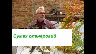 Сумах оленерогий