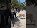 WALKING IN THE FUN NARA PARK, LOCATED IN THE CITY OF NARA IN JAPAN #japanese  #naracity #travel