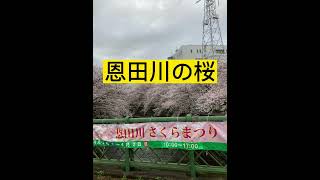 町田市南成瀬の恩田川の桜ただ今満開　【そわか整体院】