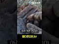 minelab manticore 맨티코어 로 찾은 은이야 금속탐지기 후기 202 해외편