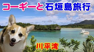 コーギーと巡る石垣島観光【絶景の川平湾　カビラブルー】🏝🐕💖