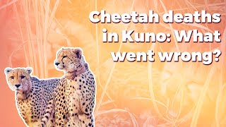 Cheetah deaths in Kuno: What went wrong?