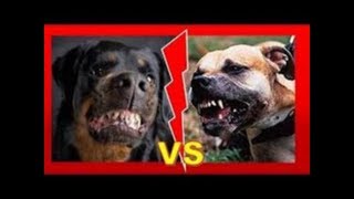 ПИТБУЛЬ ПРОТИВ РОТВЕЙЛЕРА! PIT BULL VS ROTTWEILER!