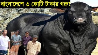 ৩ কোটি টাকার ভারতীয় গরু বাংলাদেশে 😱 বাংলাদেশের সবচেয়ে বড় ১০টি গরু (পর্ব-০৩) | হাট কাঁপানো ১০টি গরু